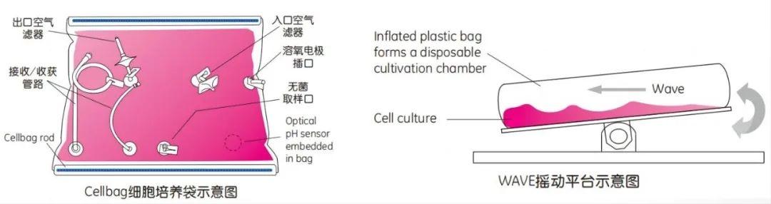 一次性生物反應袋Cellbag